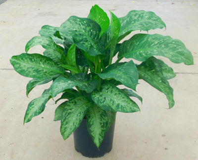 Memoria Corsii Dieffenbachia